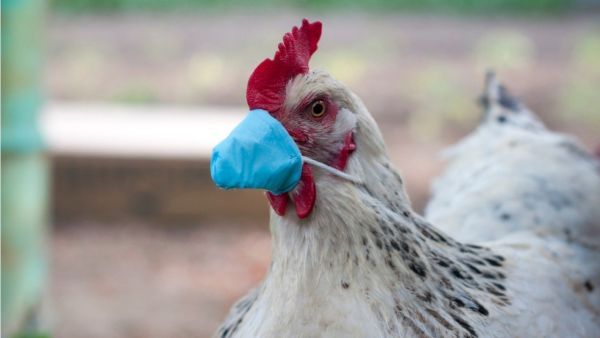 Scientists warn of the risk of human infection with bird flu