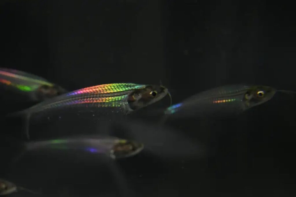 Biologists have figured out how fish get rainbow colors without the use of pigments