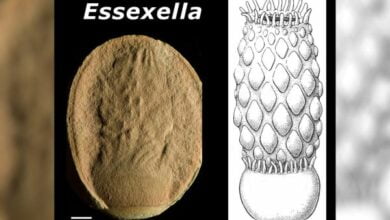 Paleontologists have identified a fossilized sea anemone that was mistaken for a jellyfish