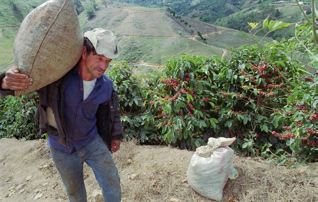 Researchers say climate change threatens coffee production 1