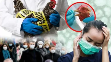 WHO has warned about the threat of a bird flu pandemic