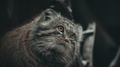 Zoologists managed to document the presence of manul cats on Everest