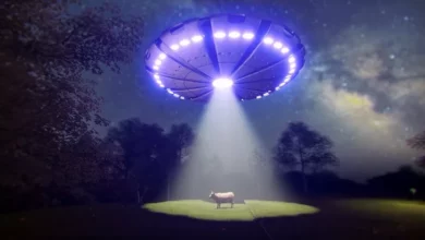 Aliens are believed to be behind a series of livestock mutilations in Australia