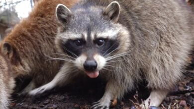 How a popular anime in Japan provoked an invasion of raccoons in the country