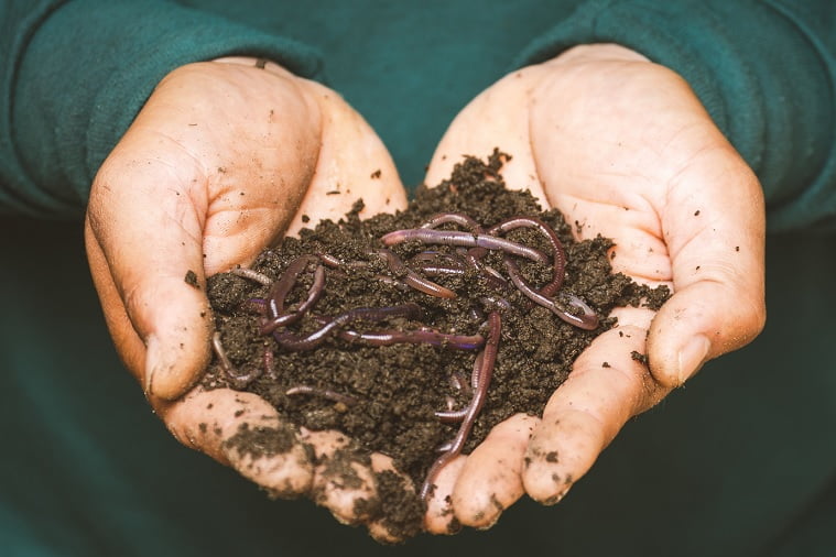 Jumping worm outbreak in Missouri