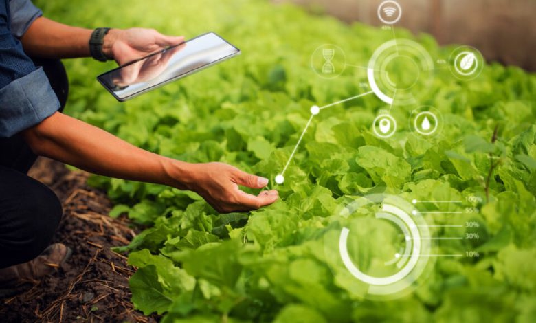 Farmer,Plantation,Checking,Quality,By,Tablet,Agriculture,Modern,Technology,Concept