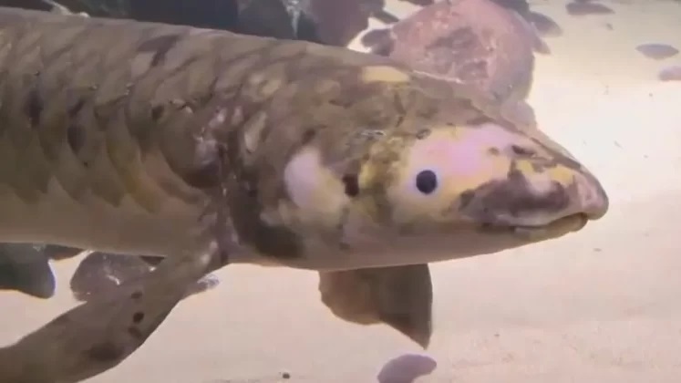 Methuselah the world's oldest aquarium fish