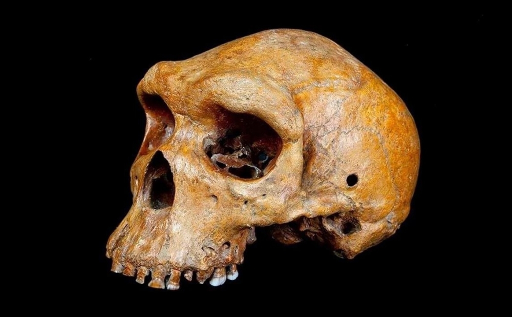 Mystery of the Rhodesian skull Evidence of ancient technology or alien safari