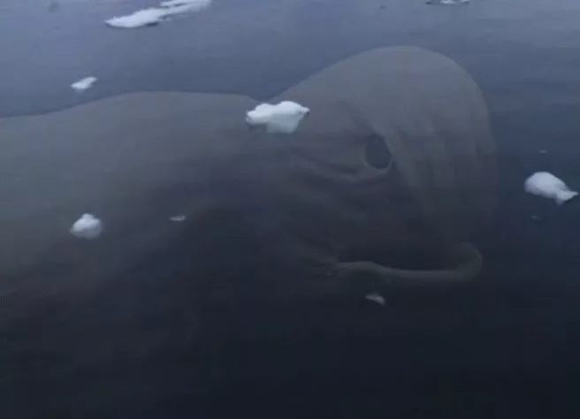 A “sea monster” in Antarctica was discovered by Google Earth users truth or illusion (2)