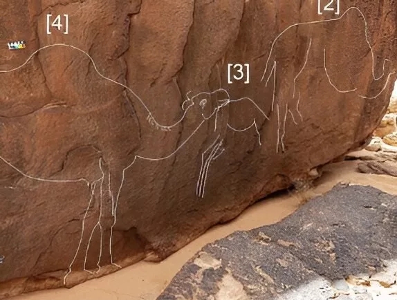 Ancient images of an extinct camel species discovered in Saudi Arabia (3)
