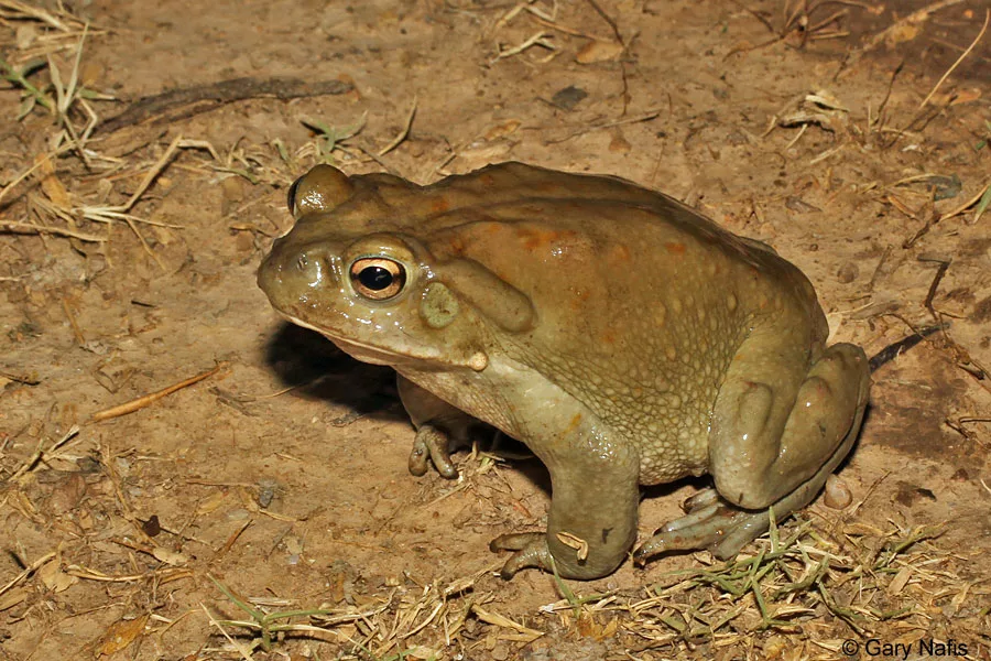 Colorado River Toad (Incilius alvarius)