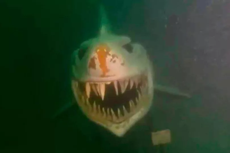 Divers horrified after spotting 'shark' while swimming; fear being the beast's lunch