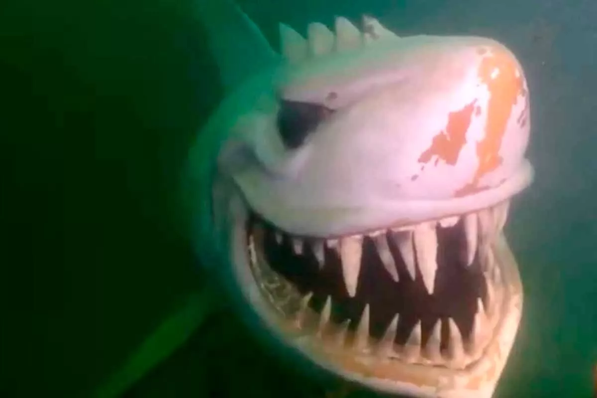 Divers horrified after spotting 'shark' while swimming; fear being the beast's lunch (2)