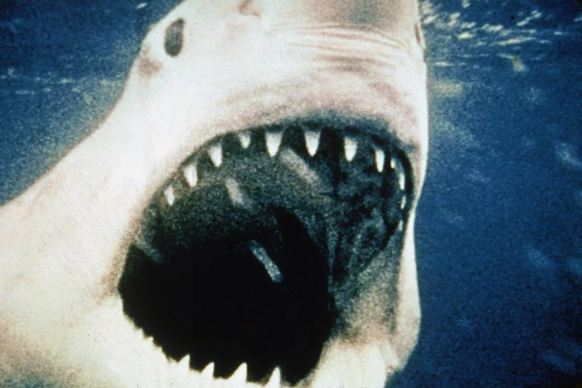 Divers horrified after spotting 'shark' while swimming; fear being the beast's lunch (3)