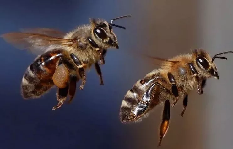 In Kenya a swarm of bees was sent to catch thieves