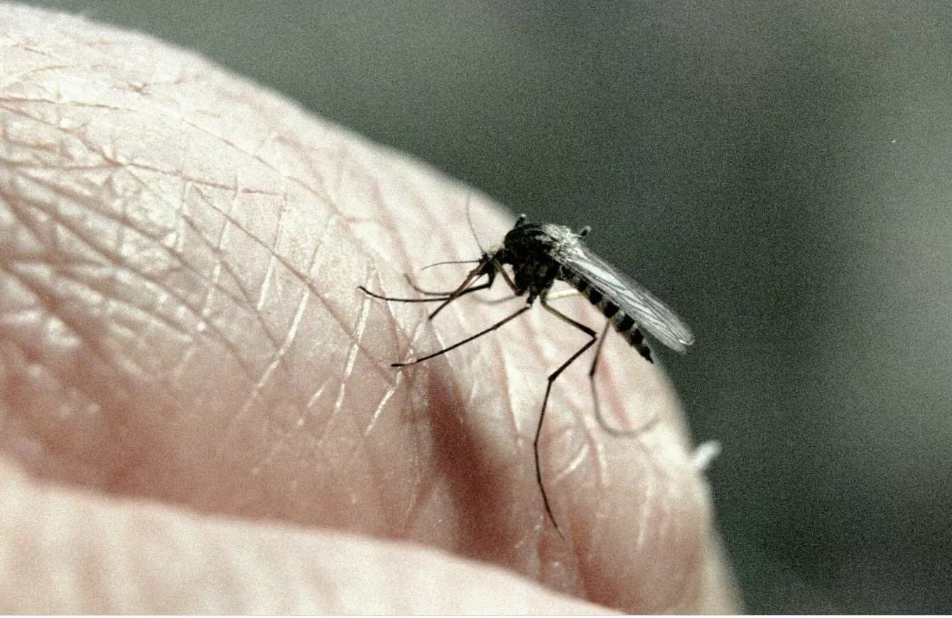 WHO warns of an outbreak of dengue fever