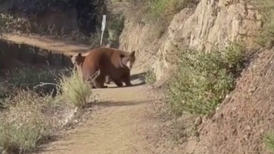 california-lady-roars-at-drawing-near-possess,-cubs-on-sierra-madre-hiking-path:-video