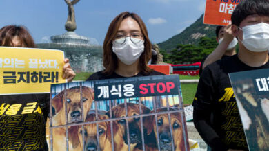 korean-canine-farmers-threaten-to-open-2-million-hounds