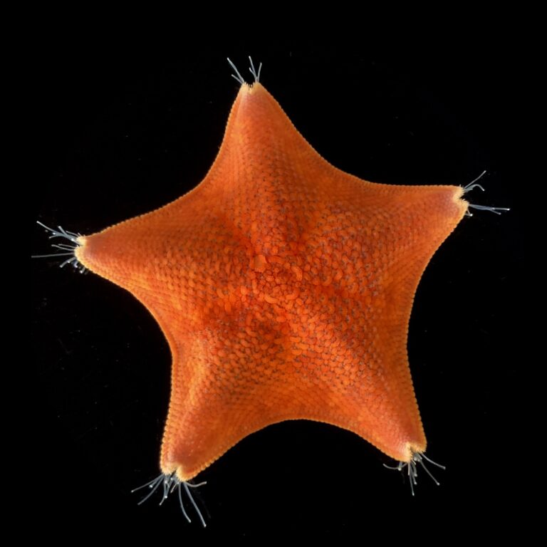 Biologists discover starfish head location