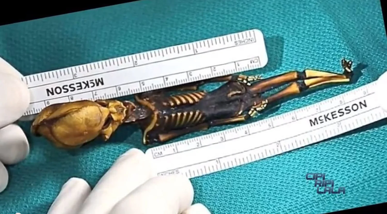 Buyer of 'alien' mummy claims it's an extinct tiny human species (2)