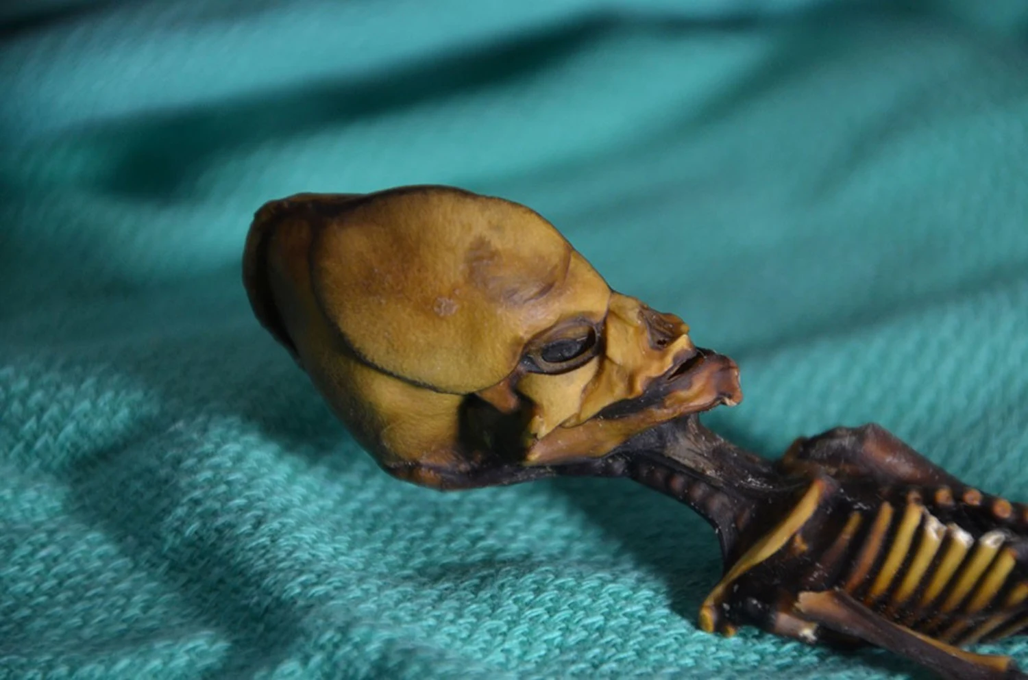 Buyer of 'alien' mummy claims it's an extinct tiny human species