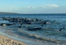 over-100-pilot-whales-stranded-on-australian-beach,-likely-to-be-euthanised