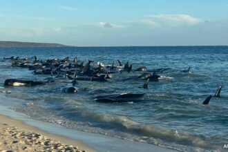 over-100-pilot-whales-stranded-on-australian-beach,-likely-to-be-euthanised