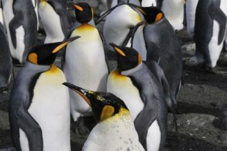 colonies-of-emperor-penguins-wiped-out-due-to-global-warming-in-2023:-study