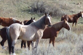 wild-horses-to-remain-in-north-dakota’s-theodore-roosevelt-national-park,-lawmaker-says