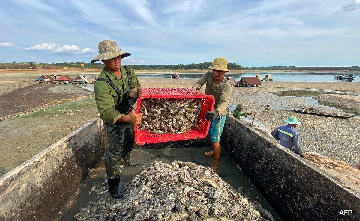 thousands-of-fish-die-in-vietnam-amid-brutal-heatwave