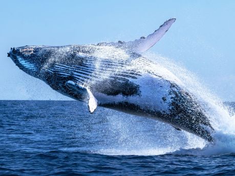 whale-watch:-ethereum-fresh-buy-signal-sparks-speculation